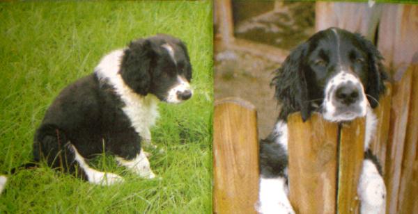 018 Dogs